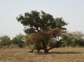 03 Recolte A L Abri Dans L Arbre